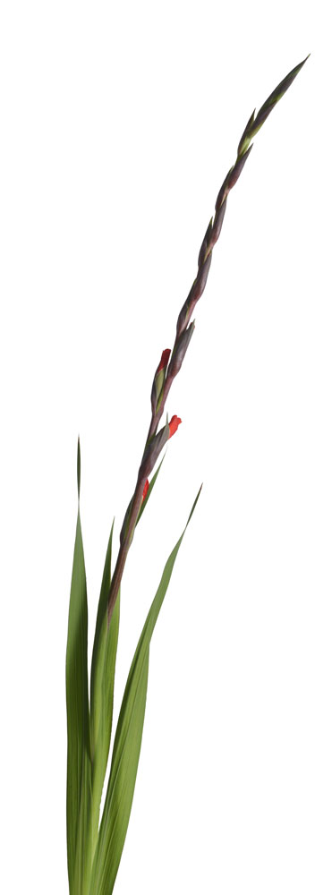 Preview gladiole 02.jpg